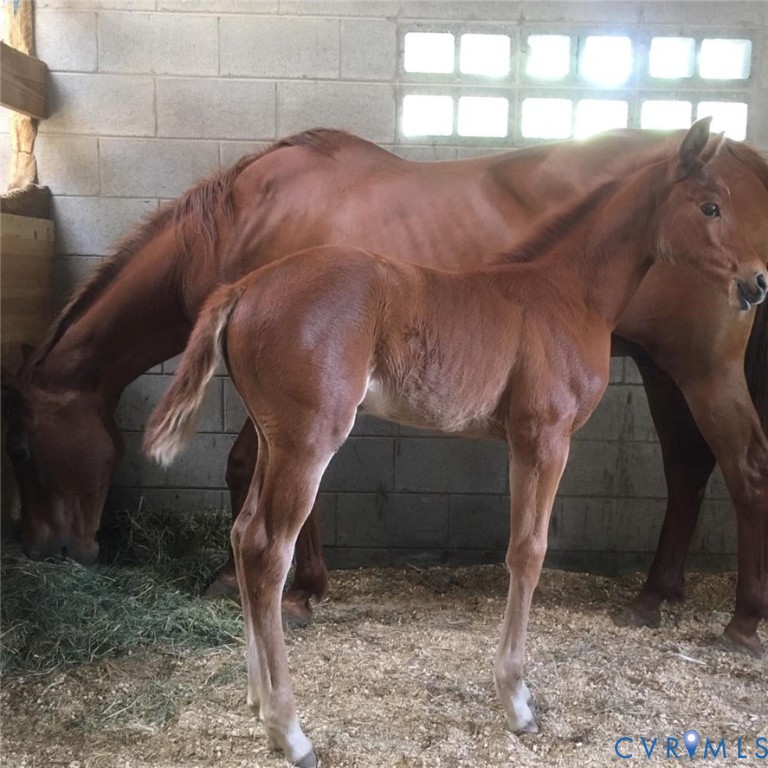 3151 Benchmark Trail Amelia Court House, VA 23002 - Photo 39 of 50