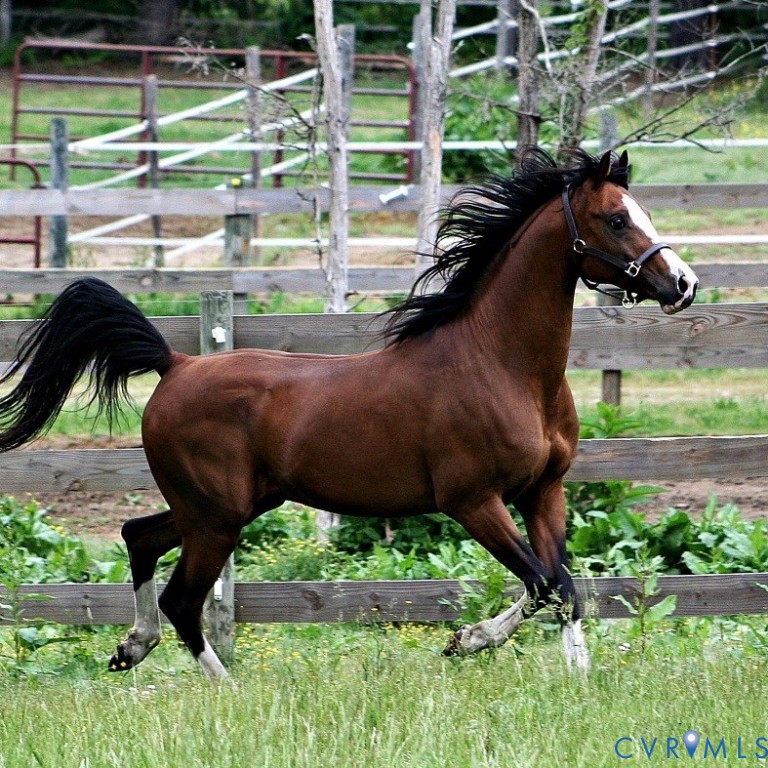 3151 Benchmark Trail Amelia Court House, VA 23002 - Photo 10 of 50 a view of a backyard