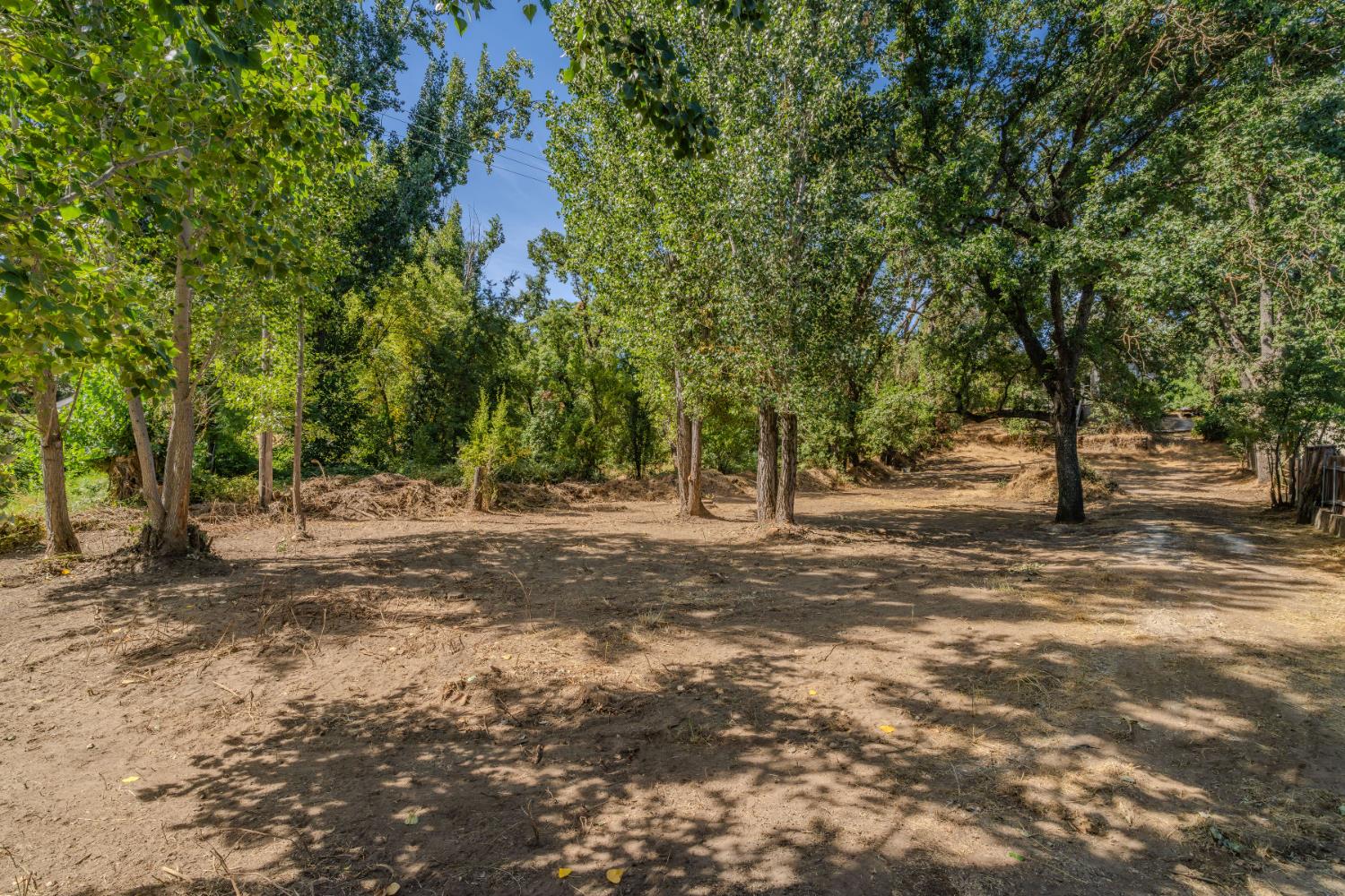 a view of a tree in the middle of a yard
