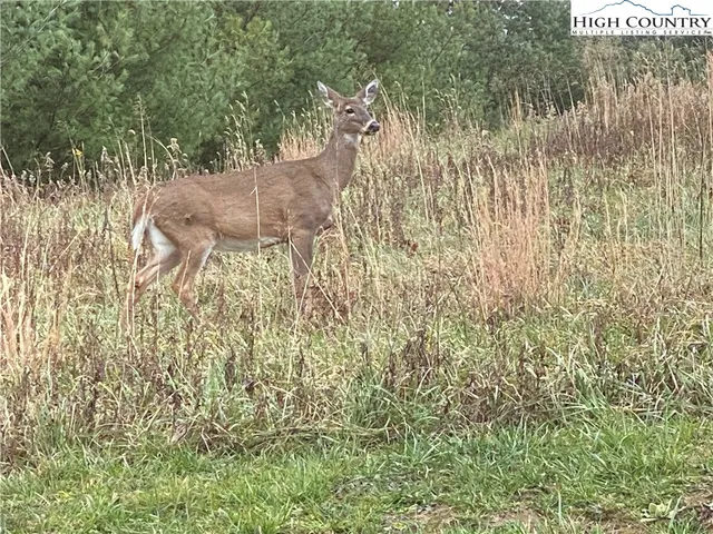 a view of house with yard