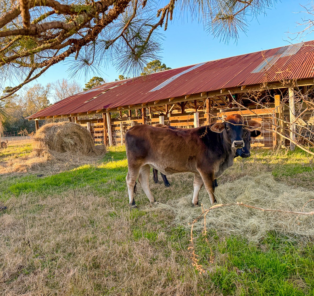 301 Paul Poe Road Livingston, TX 77351 - Photo 43 of 49