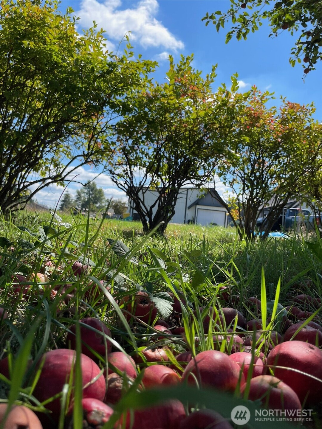 24507 Meridian East Graham, WA 98338 - Photo 36 of 38 a backyard of a house with lots of green space