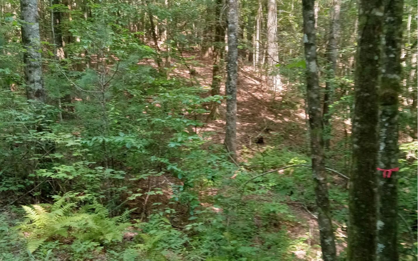 Conasauga Drive Ellijay, GA 30540 - Photo 5 of 7 a view of a lush green forest