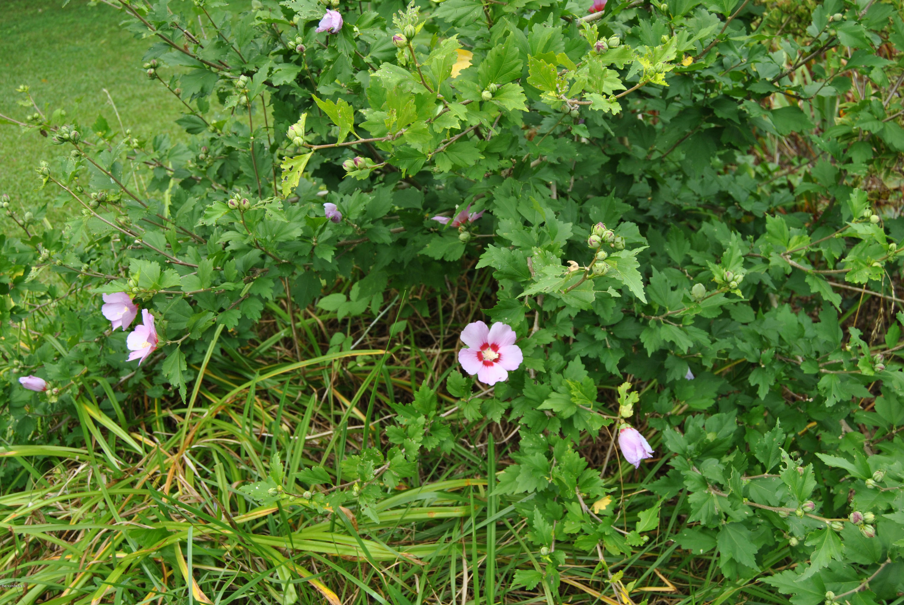 48 Alum Hill Road New Marlborough, MA 01259 - Photo 19 of 19 a view of a flower in a garden