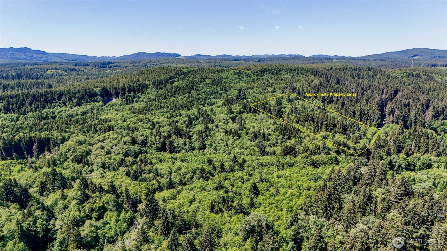 99991 Dowan Creek Road Forks, WA 98331 - Photo 1 of 40 a view of a lush green forest with trees in the background