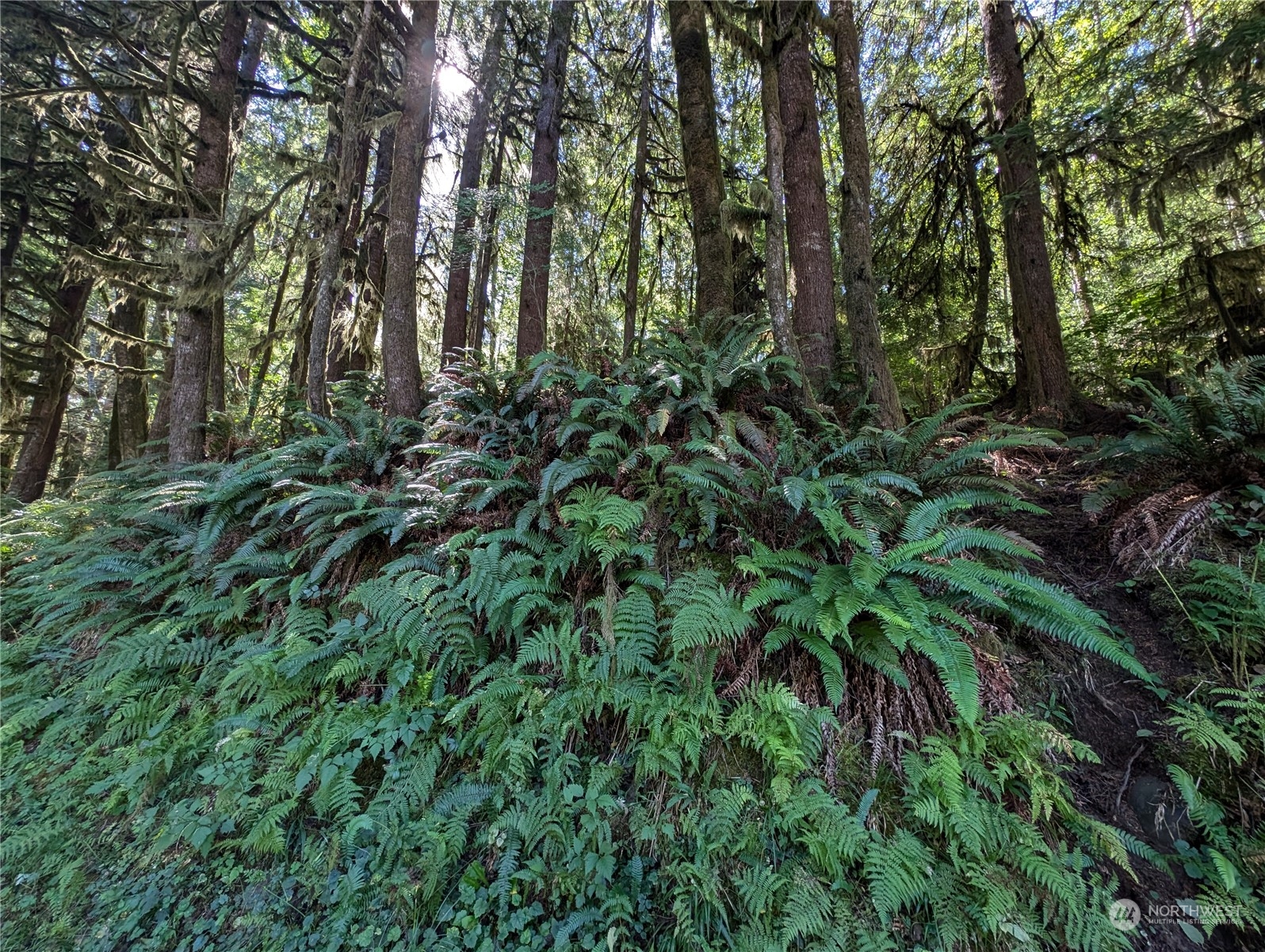99991 Dowan Creek Road Forks, WA 98331 - Photo 11 of 40 a view of a forest with trees