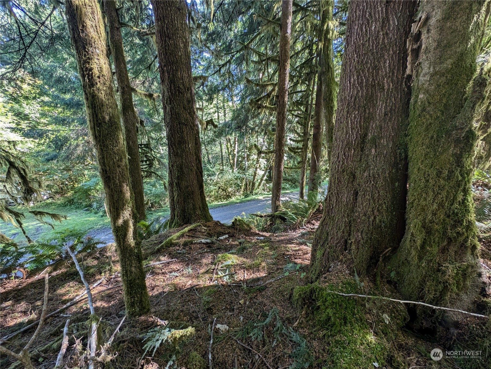 99991 Dowan Creek Road Forks, WA 98331 - Photo 13 of 40 a view of a forest