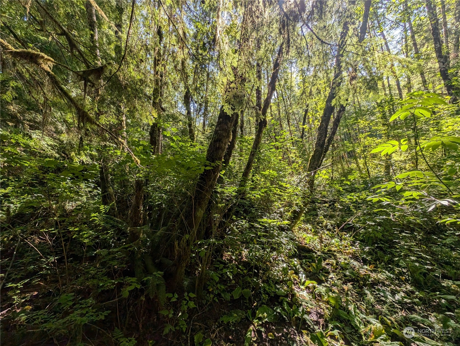 99991 Dowan Creek Road Forks, WA 98331 - Photo 15 of 40 a view of a yard with a tree