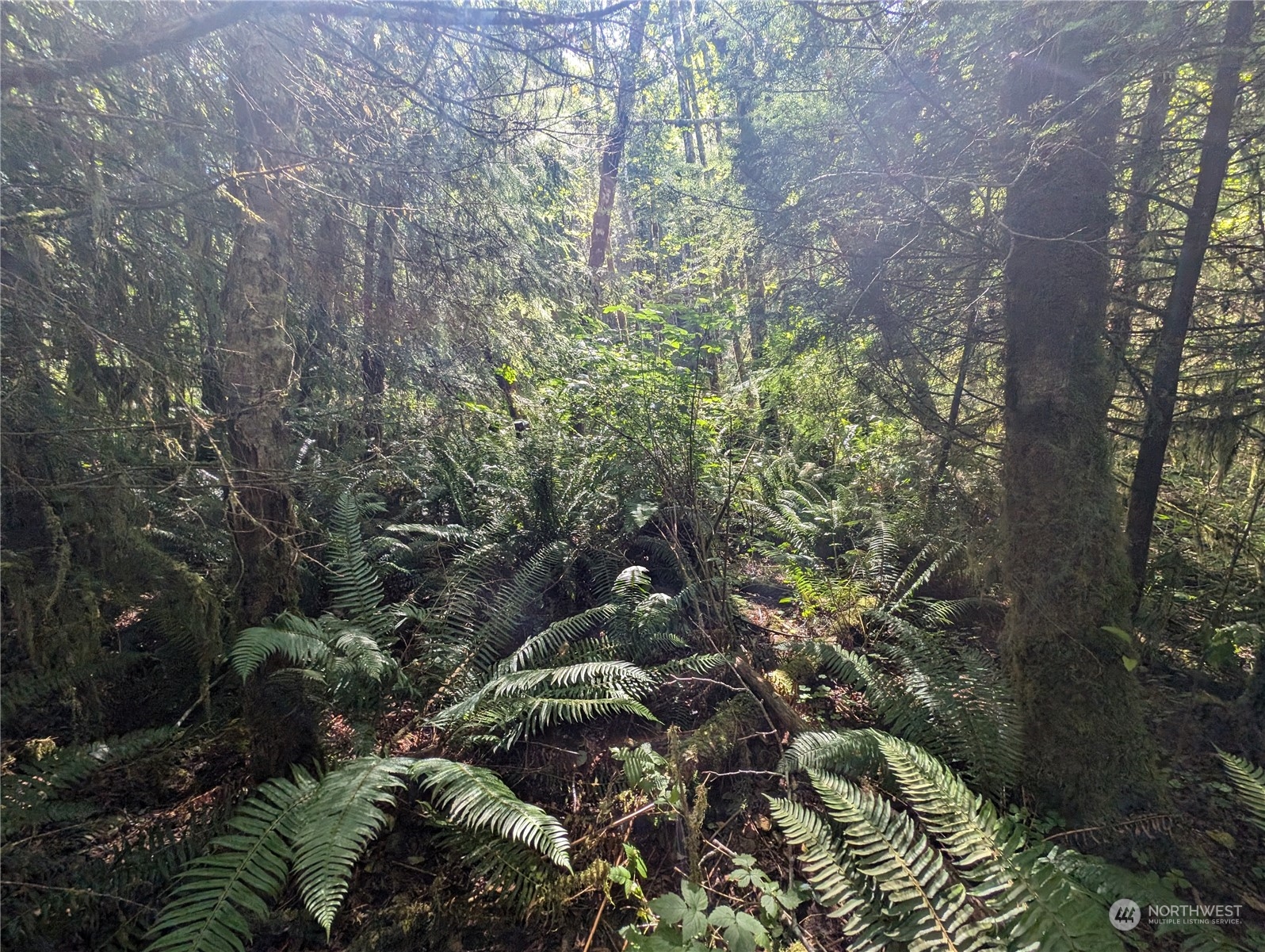 99991 Dowan Creek Road Forks, WA 98331 - Photo 16 of 40 a view of a forest