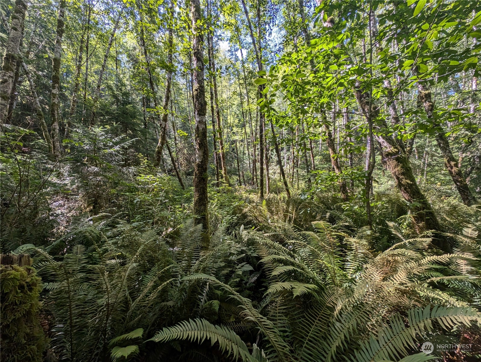 99991 Dowan Creek Road Forks, WA 98331 - Photo 19 of 40 a view of a forest with a tree
