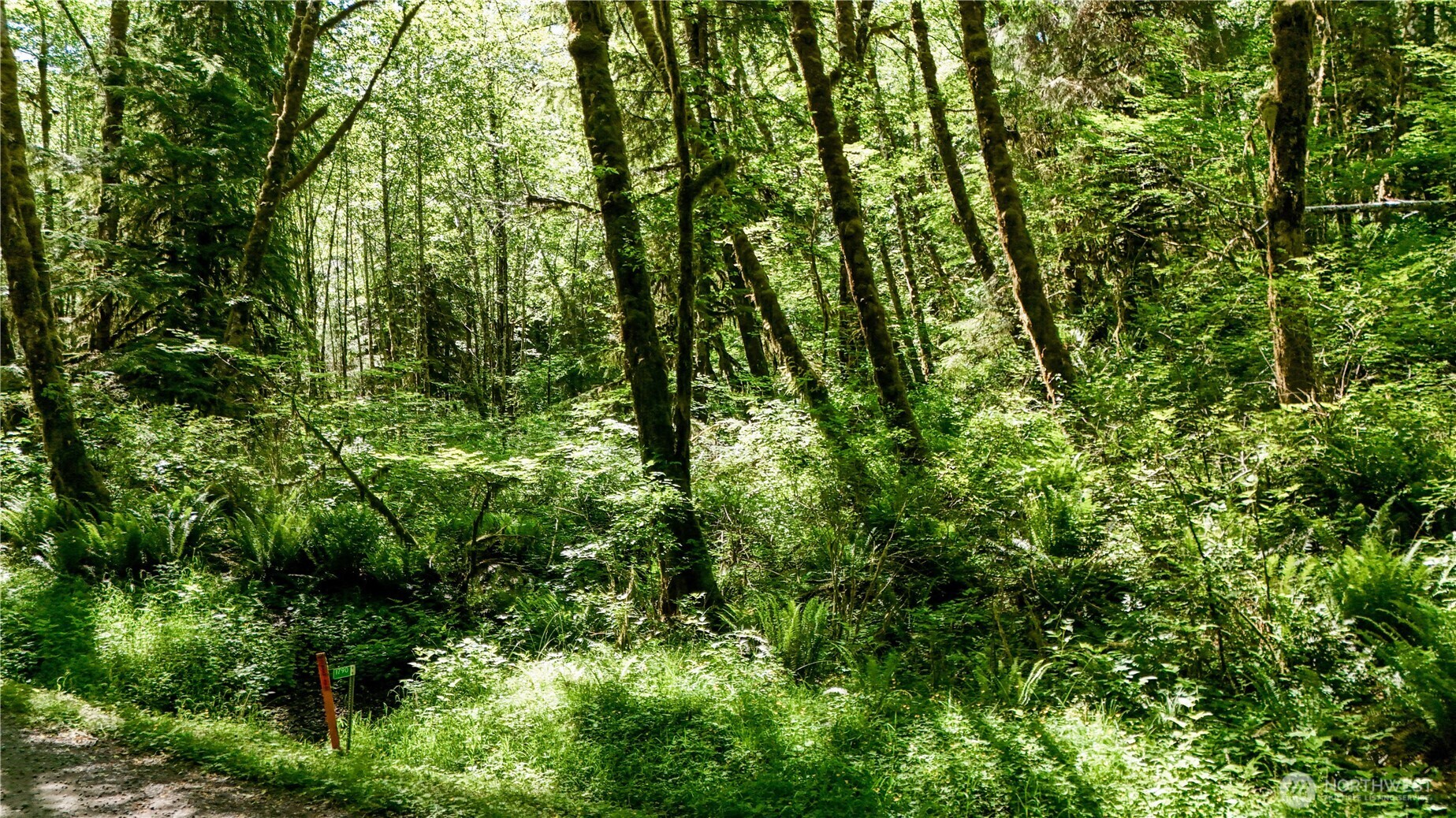 99991 Dowan Creek Road Forks, WA 98331 - Photo 2 of 40 a view of a lush green forest