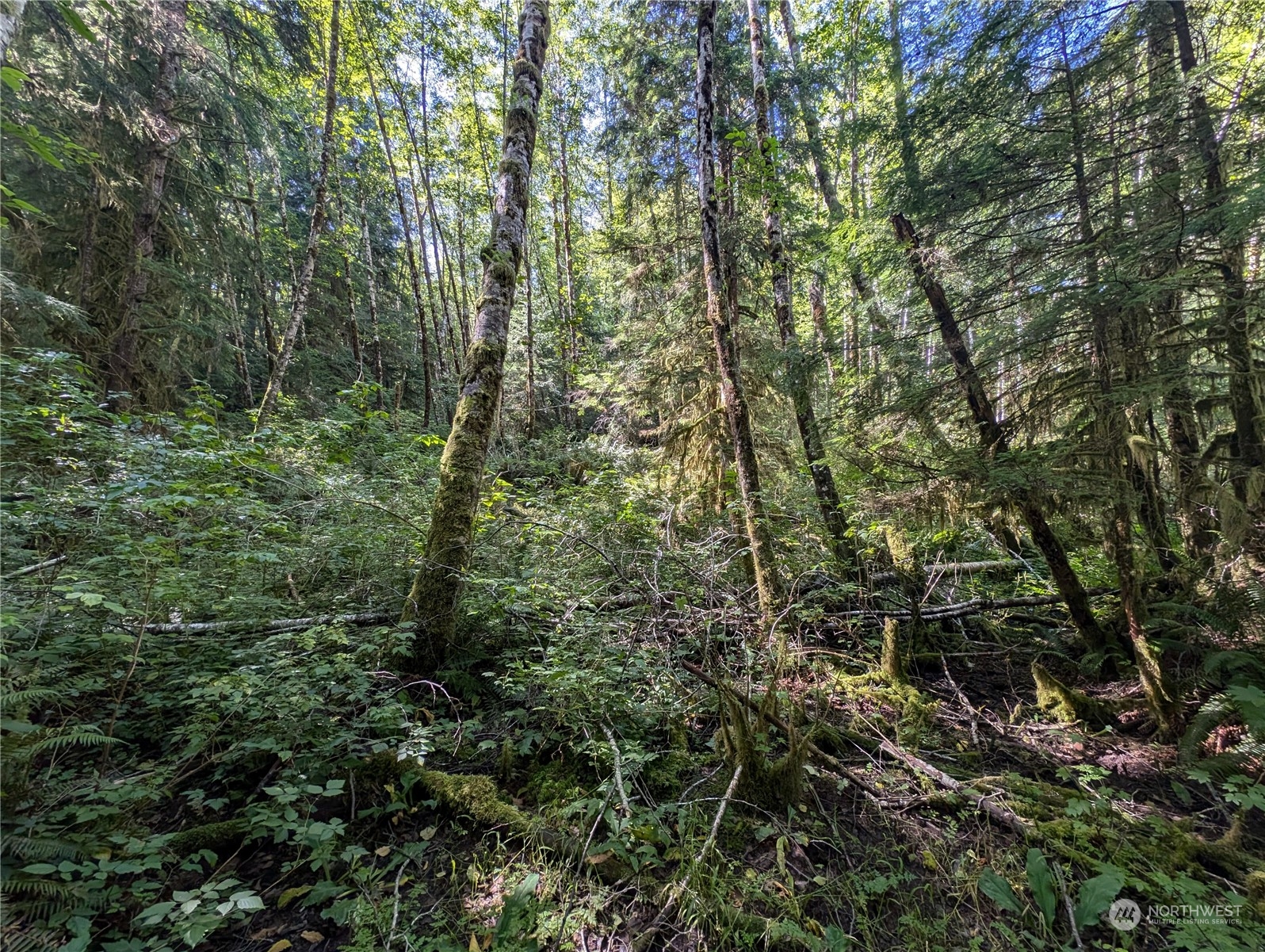 99991 Dowan Creek Road Forks, WA 98331 - Photo 23 of 40 a view of a forest with lots of trees