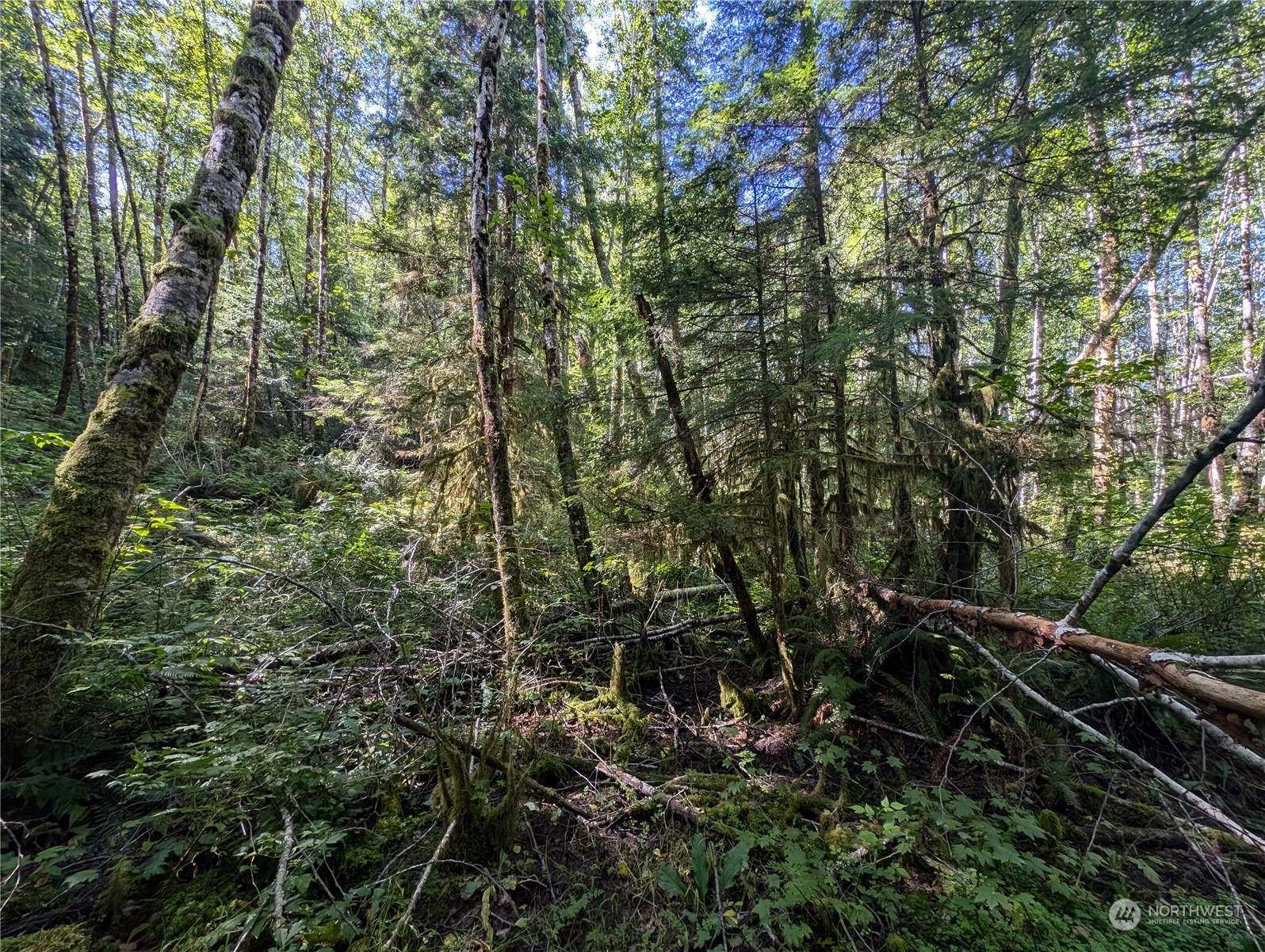 99991 Dowan Creek Road Forks, WA 98331 - Photo 24 of 40 a view of forest