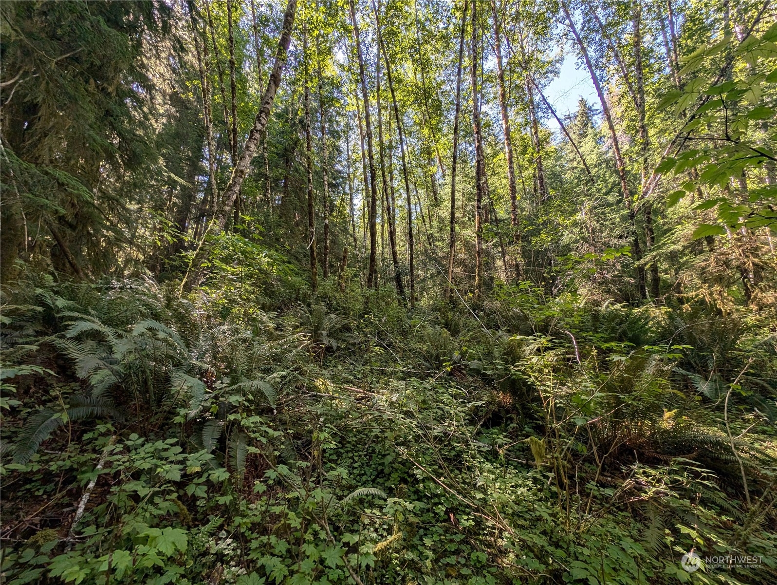 99991 Dowan Creek Road Forks, WA 98331 - Photo 25 of 40