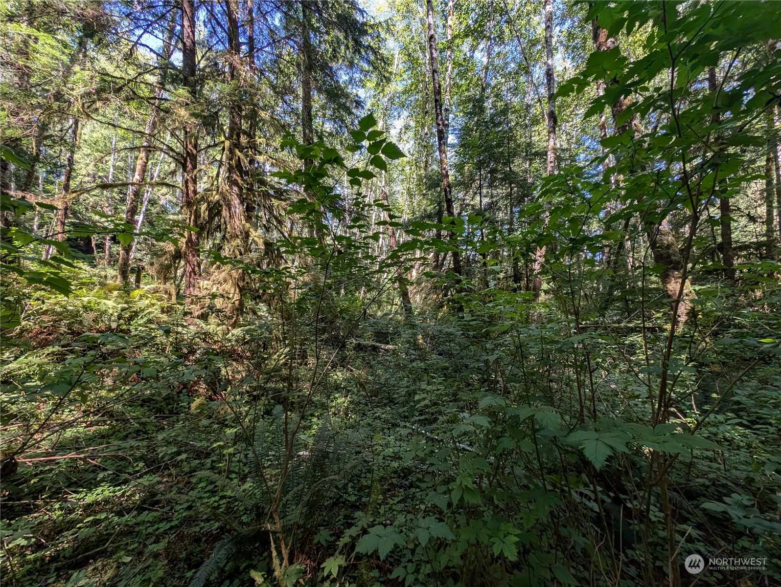 99991 Dowan Creek Road Forks, WA 98331 - Photo 26 of 40 a view of a tree