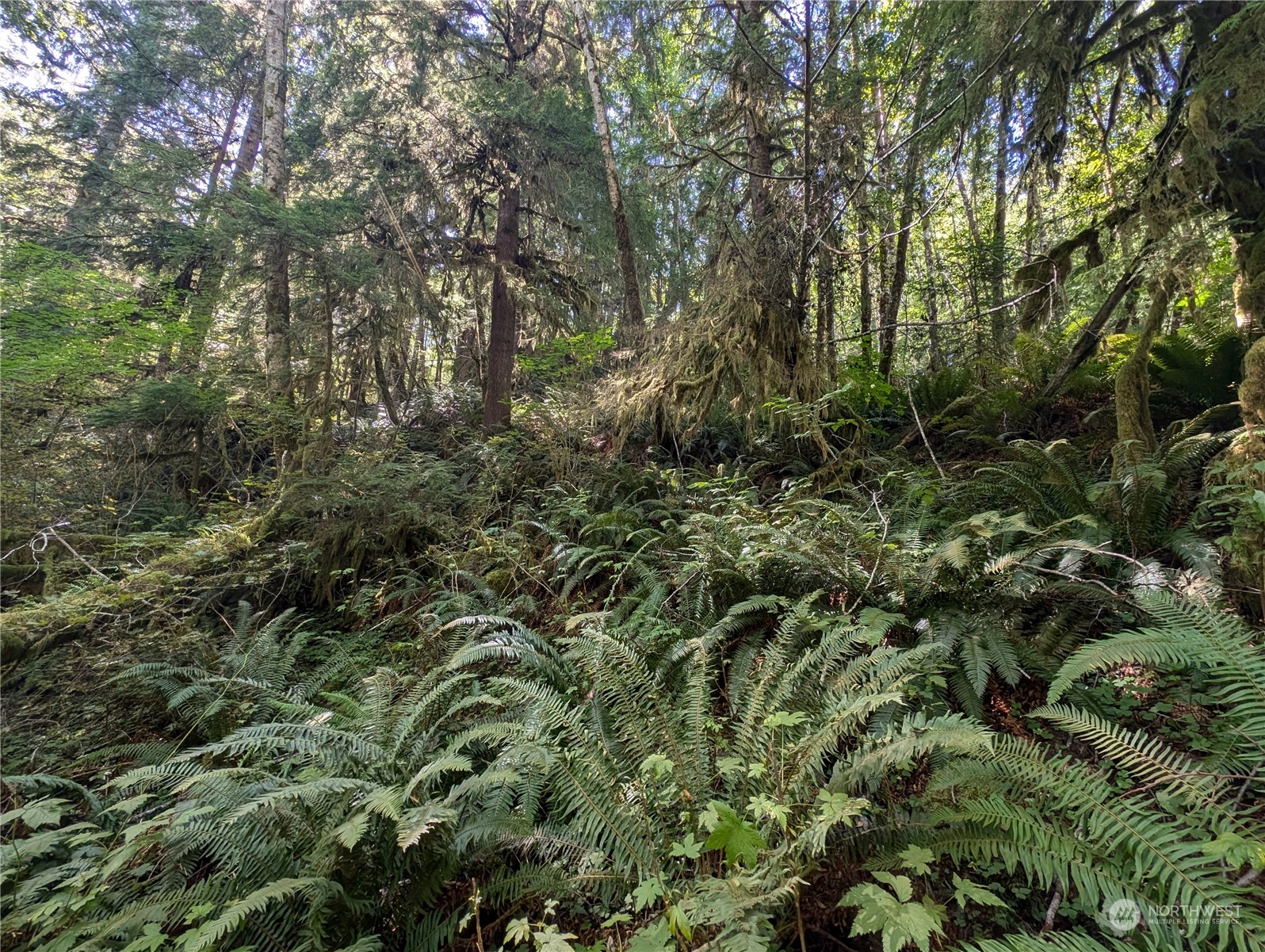 99991 Dowan Creek Road Forks, WA 98331 - Photo 27 of 40 a view of a forest with a tree