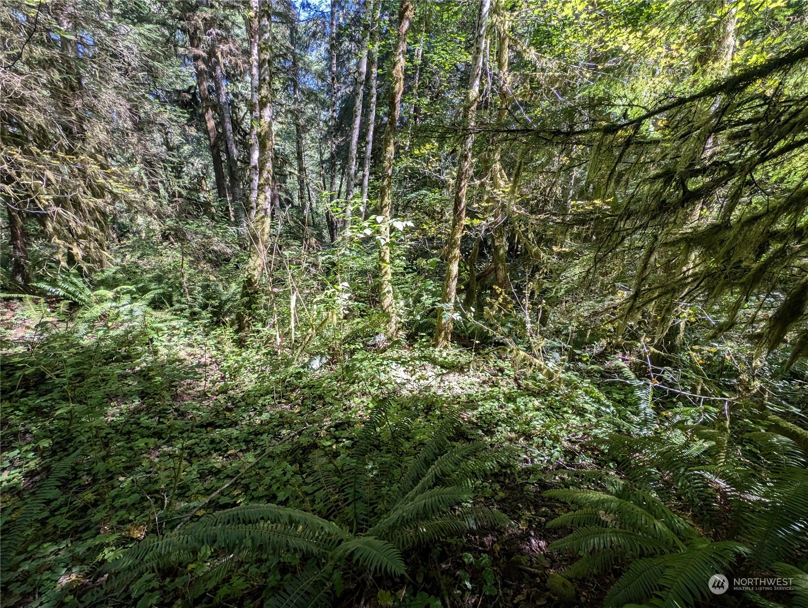 99991 Dowan Creek Road Forks, WA 98331 - Photo 28 of 40 a view of a tree