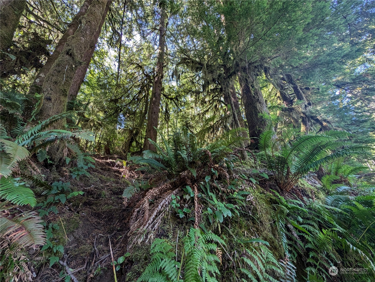 99991 Dowan Creek Road Forks, WA 98331 - Photo 29 of 40 a backyard of a house with lots of trees