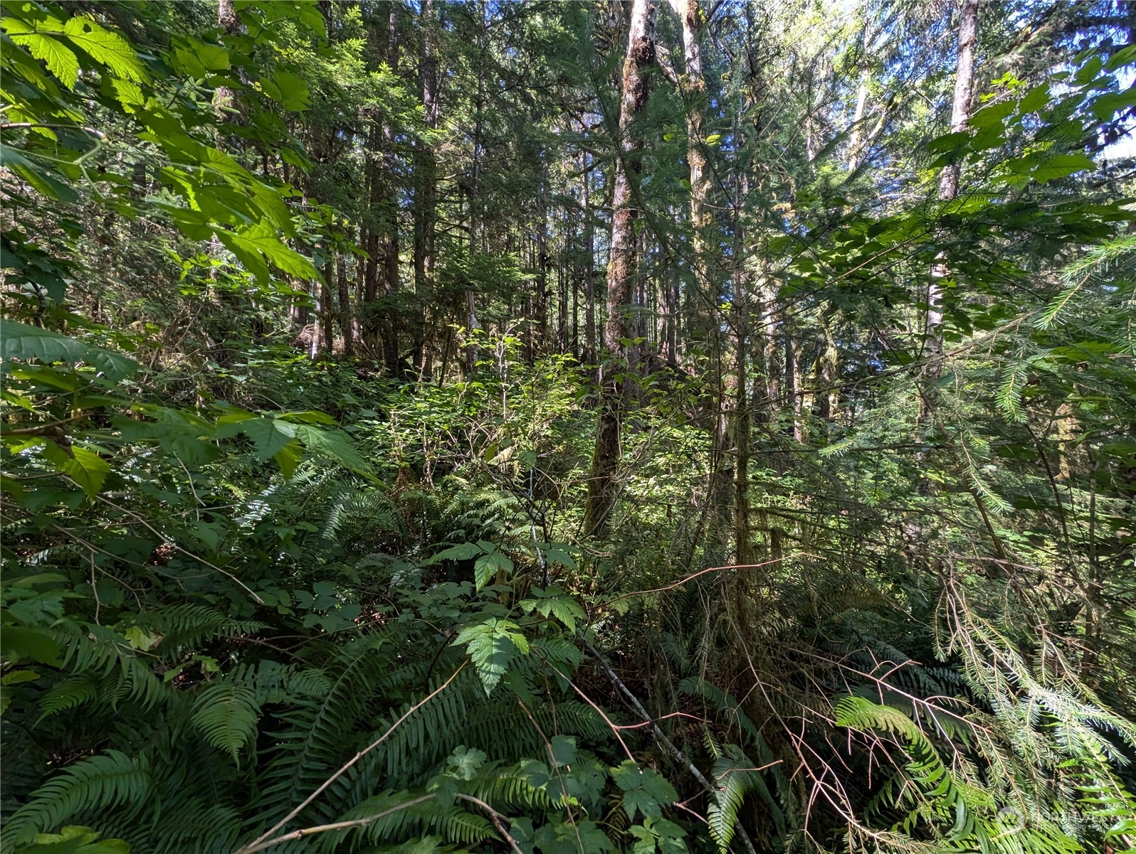 99991 Dowan Creek Road Forks, WA 98331 - Photo 30 of 40 a view of a lush green forest