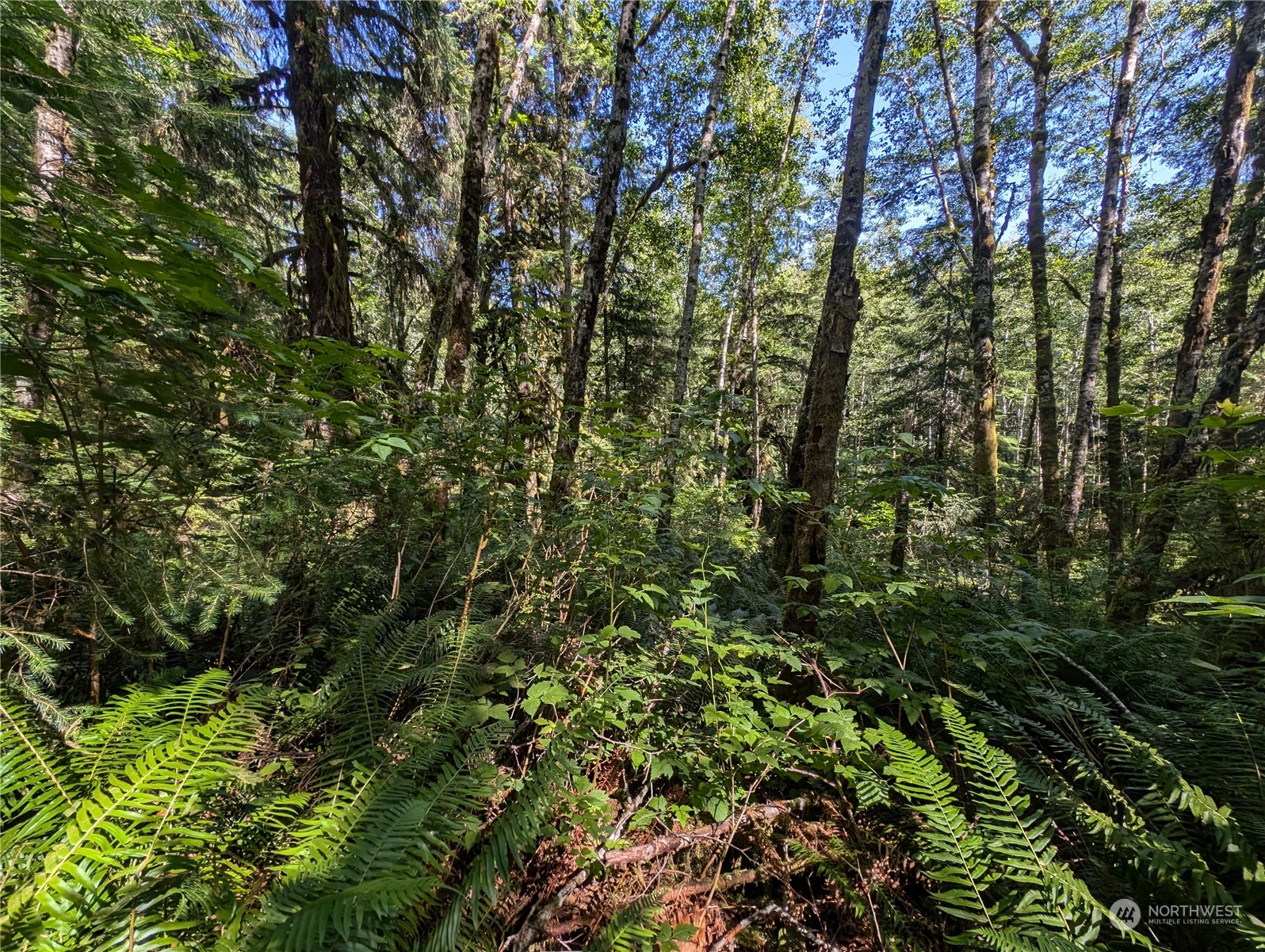 99991 Dowan Creek Road Forks, WA 98331 - Photo 31 of 40