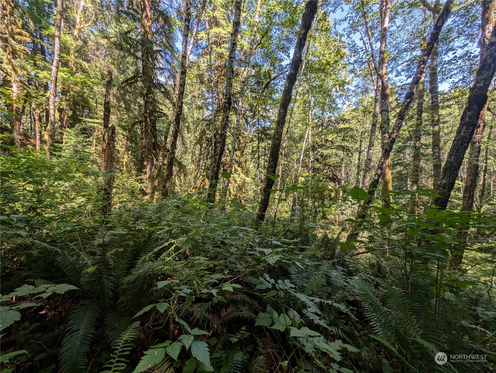 99991 Dowan Creek Road Forks, WA 98331 - Photo 32 of 40 a view of a forest with a tree