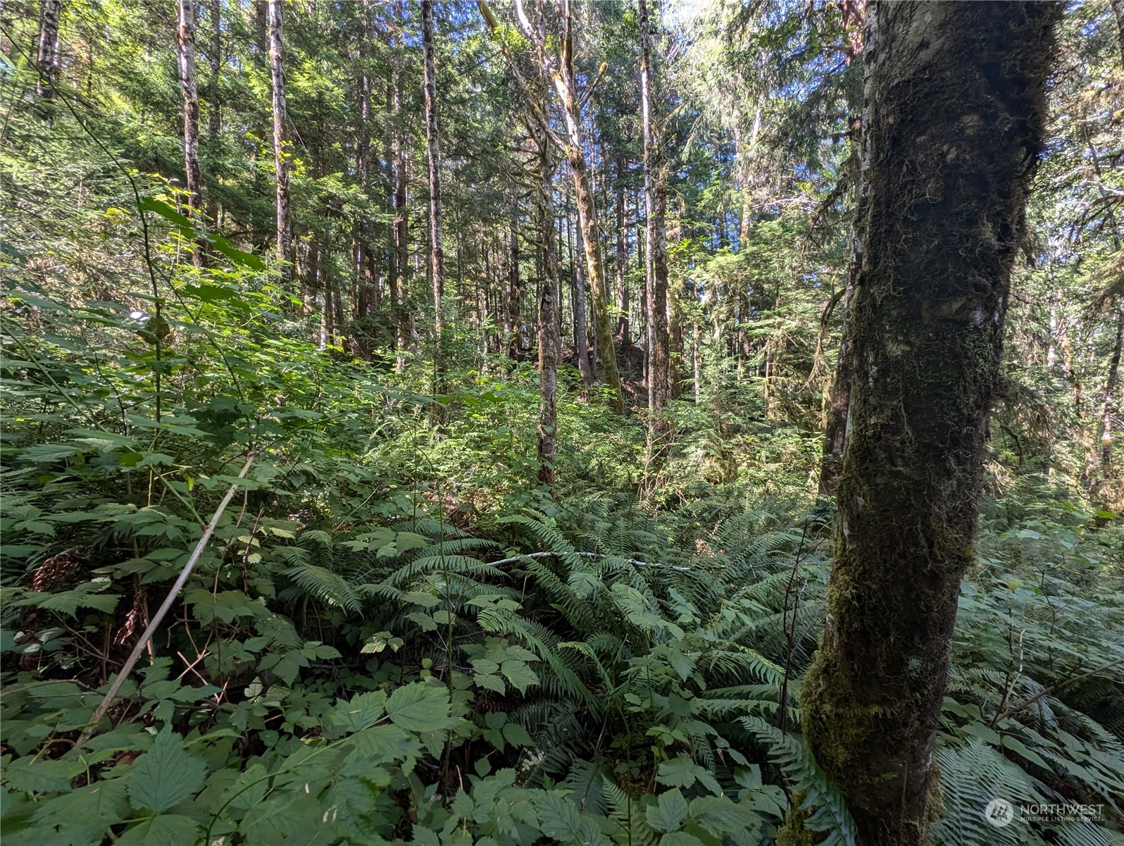 99991 Dowan Creek Road Forks, WA 98331 - Photo 33 of 40 a view of a forest with a tree