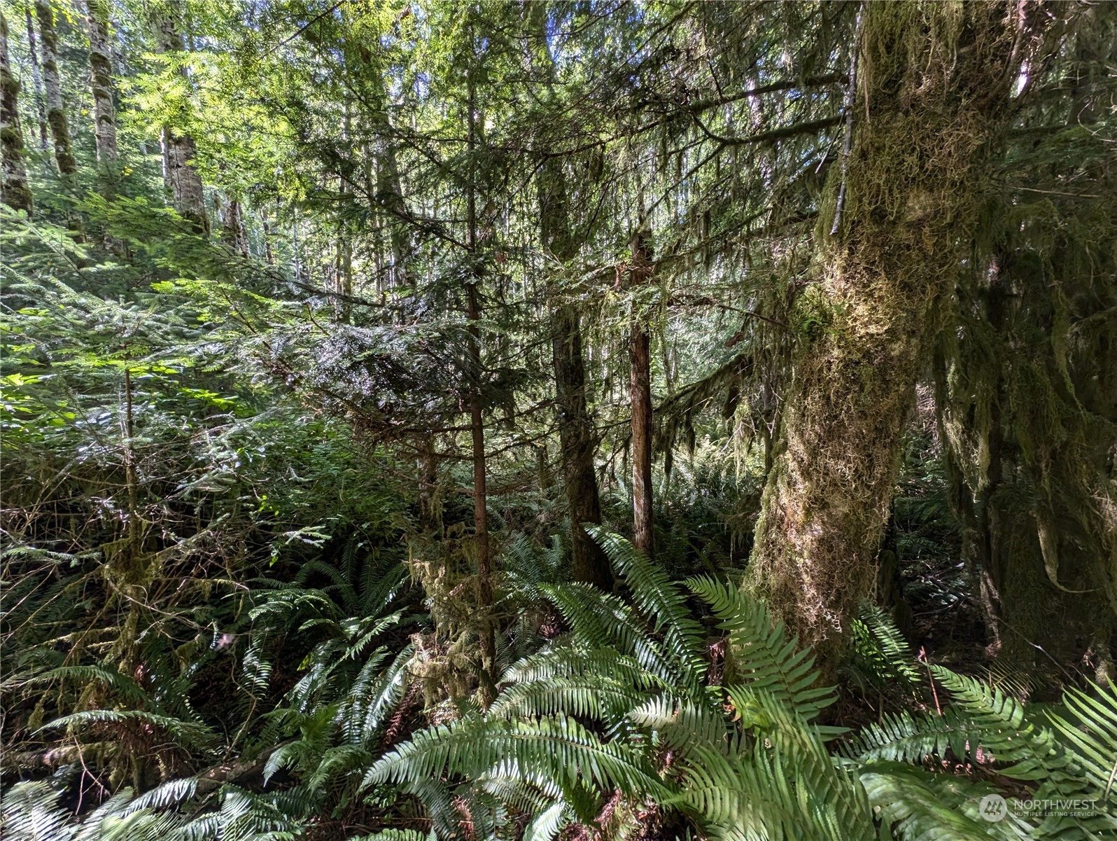 99991 Dowan Creek Road Forks, WA 98331 - Photo 34 of 40 a view of a forest with lots of trees
