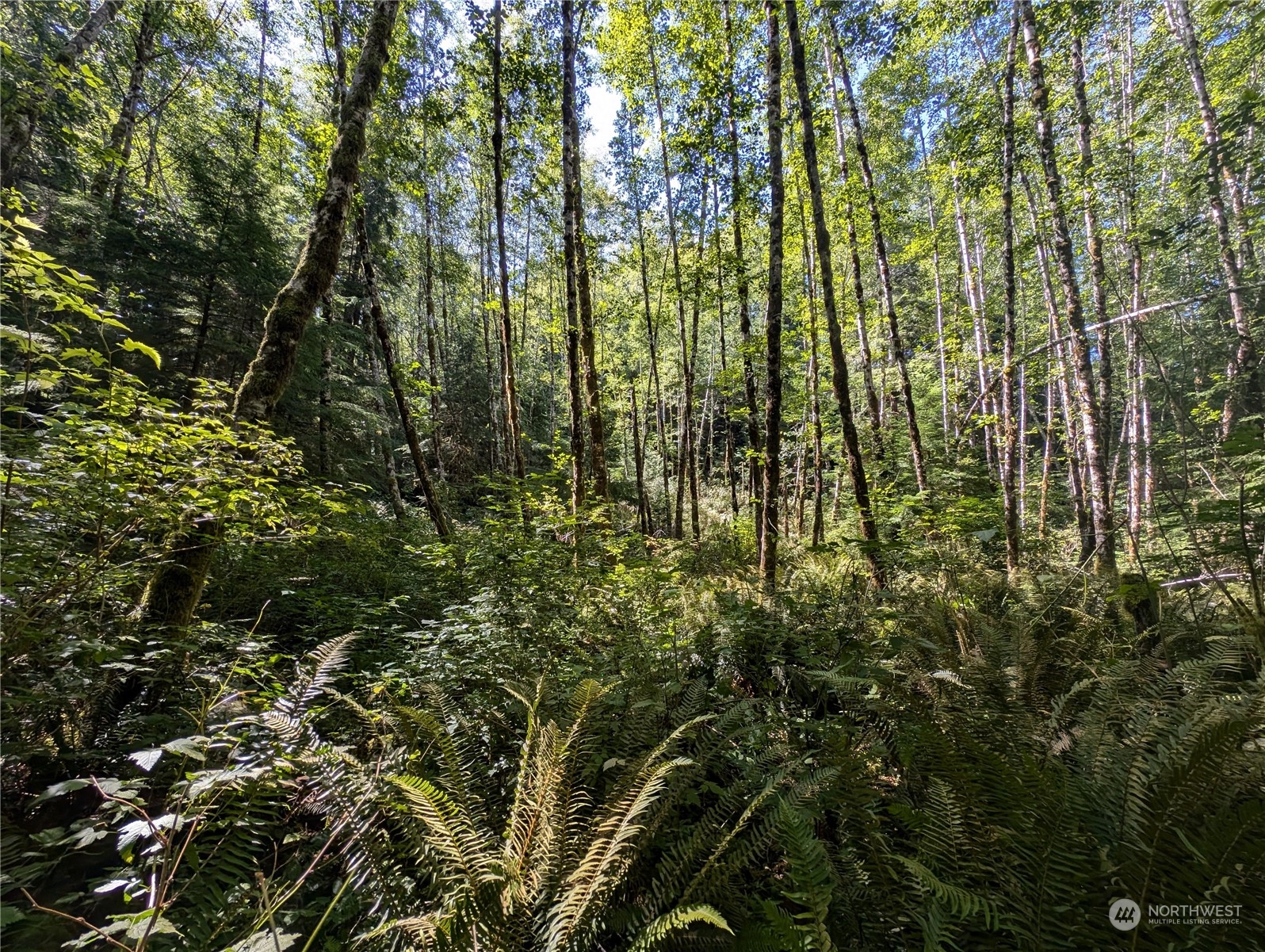 99991 Dowan Creek Road Forks, WA 98331 - Photo 36 of 40 a view of forest