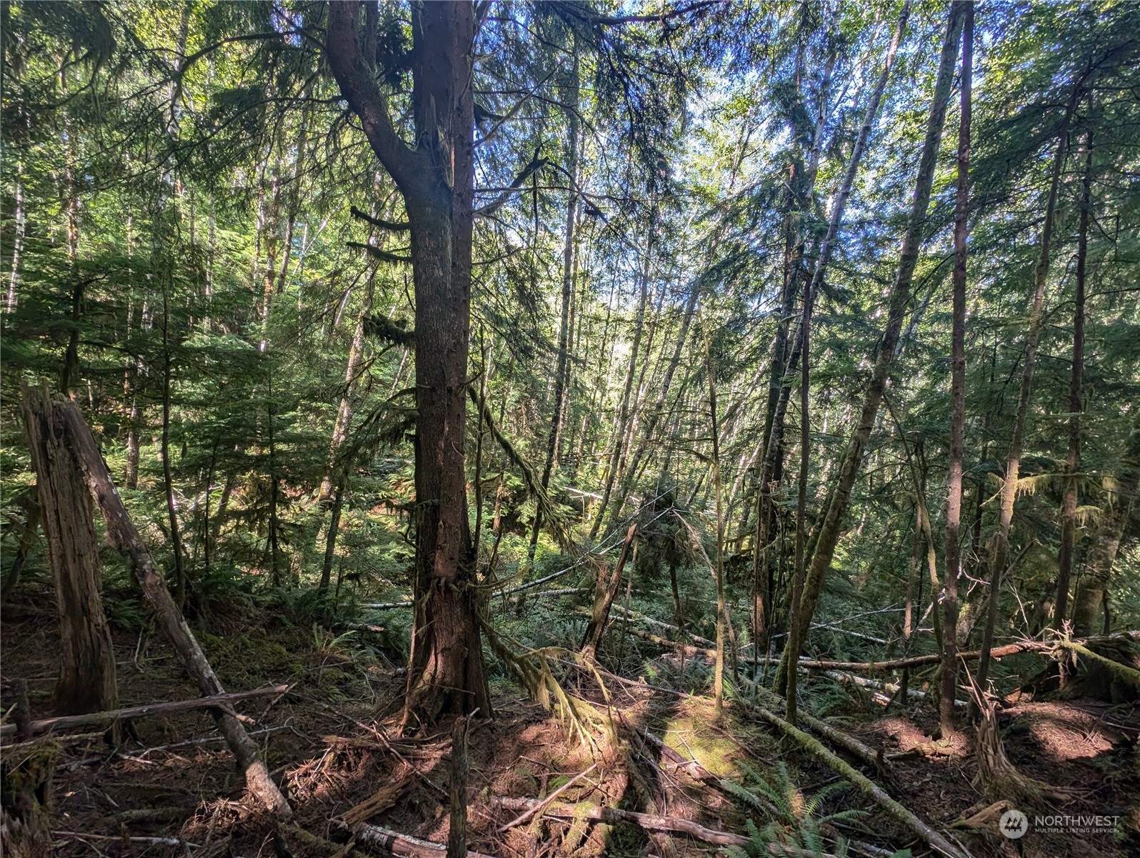 99991 Dowan Creek Road Forks, WA 98331 - Photo 39 of 40 a view of a forest