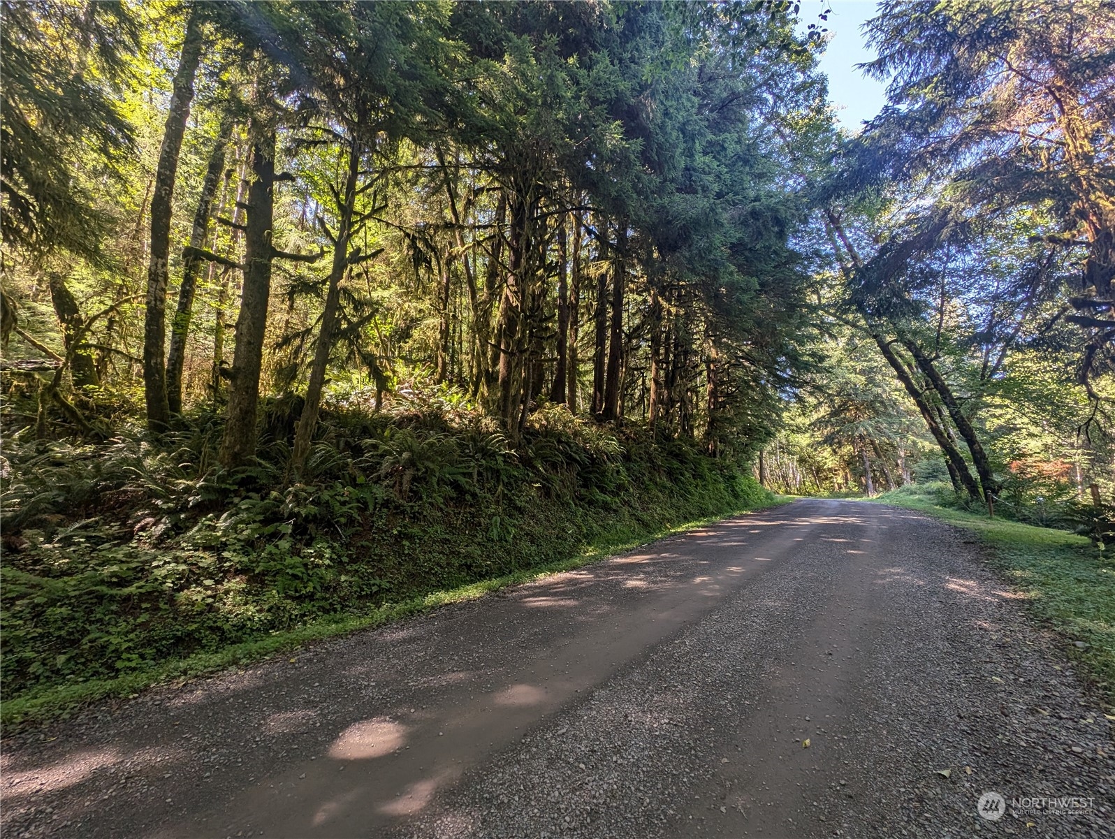 99991 Dowan Creek Road Forks, WA 98331 - Photo 8 of 40 a view of road and trees