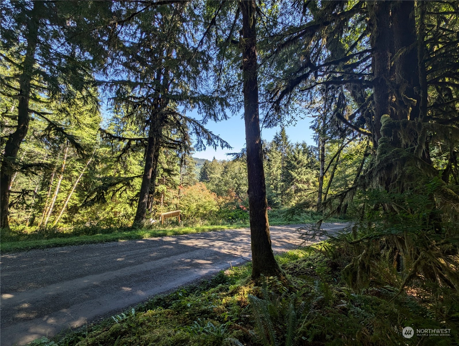 99991 Dowan Creek Road Forks, WA 98331 - Photo 9 of 40 a view of a yard with large trees