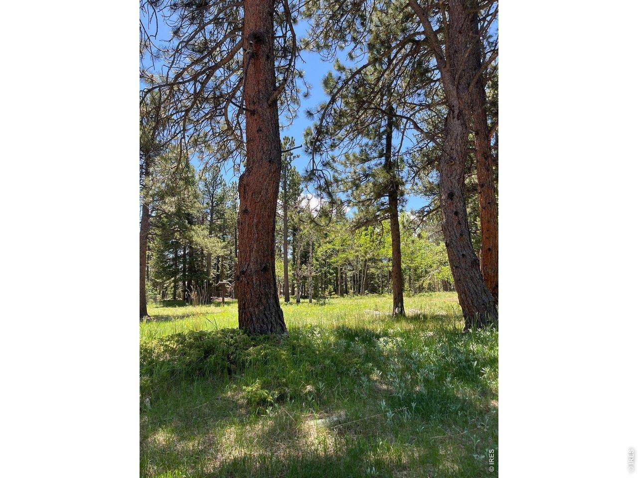 187 Lynx Drive Ward, CO 80481 - Photo 41 of 50 a view of a yard with a tree
