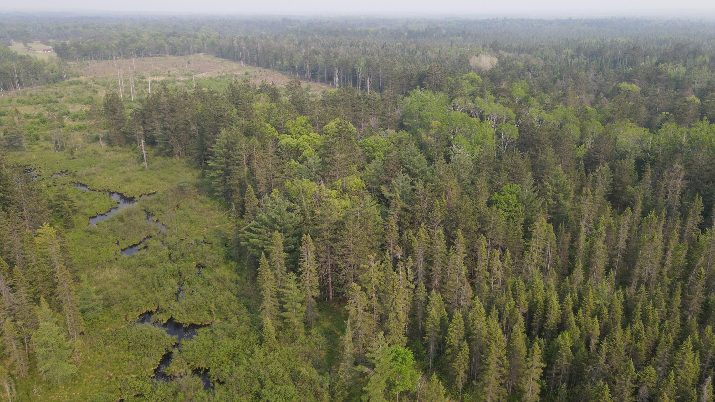Parcel B Cherry Creek Road Grayling, MI 49738 - Photo 11 of 25 DJI_0951