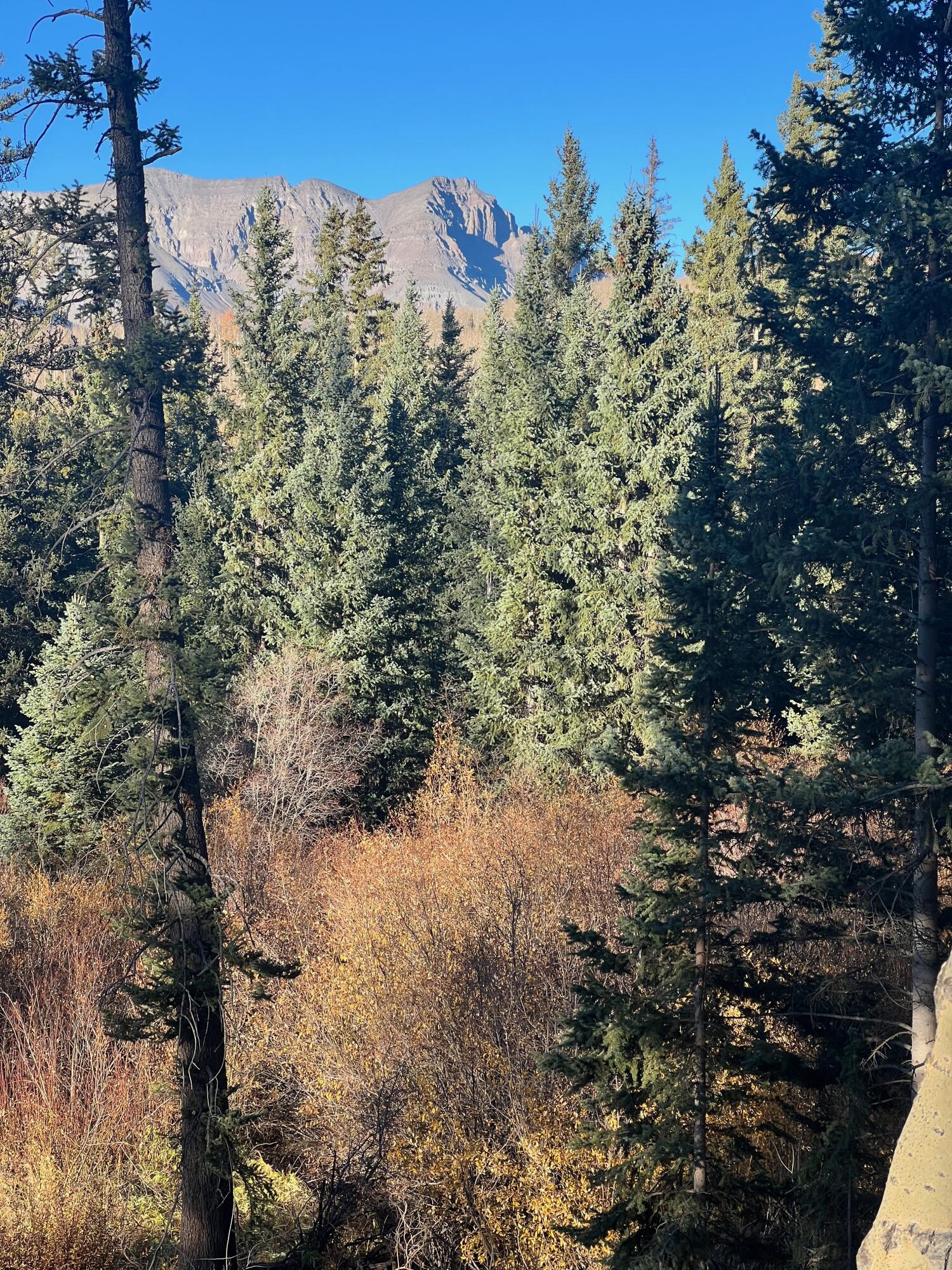 530 Elk Run Telluride, CO 81435 - Photo 3 of 11 a view of a forest with a tree