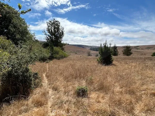 a view of a dry yard with trees in the background