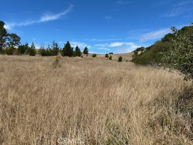 a view of a yard with trees in the background