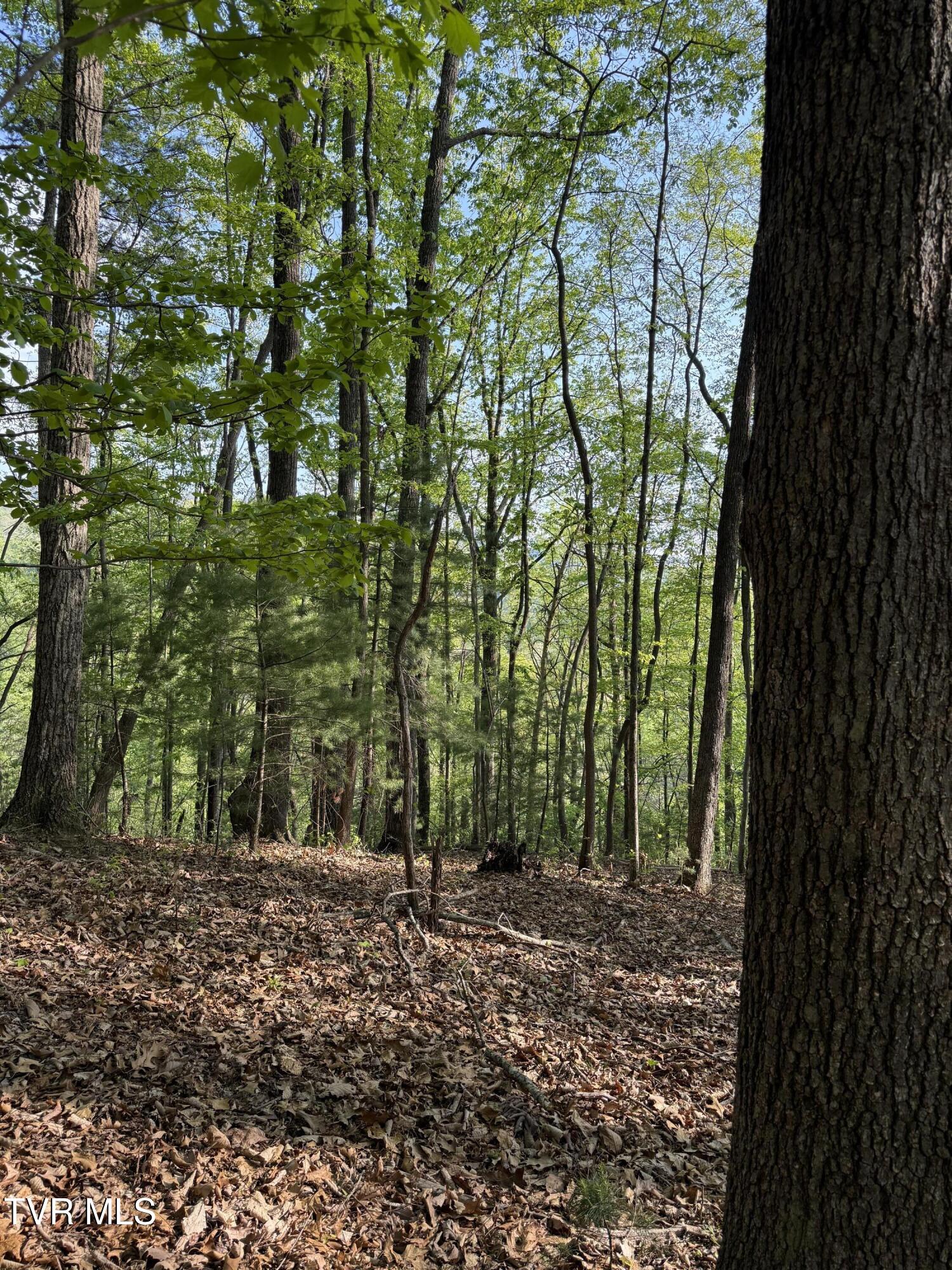 Tbd Bobs Hollow Road, Unit LOT 4 Elizabethton, TN 37643 - Photo 8 of 37 IMG_5242