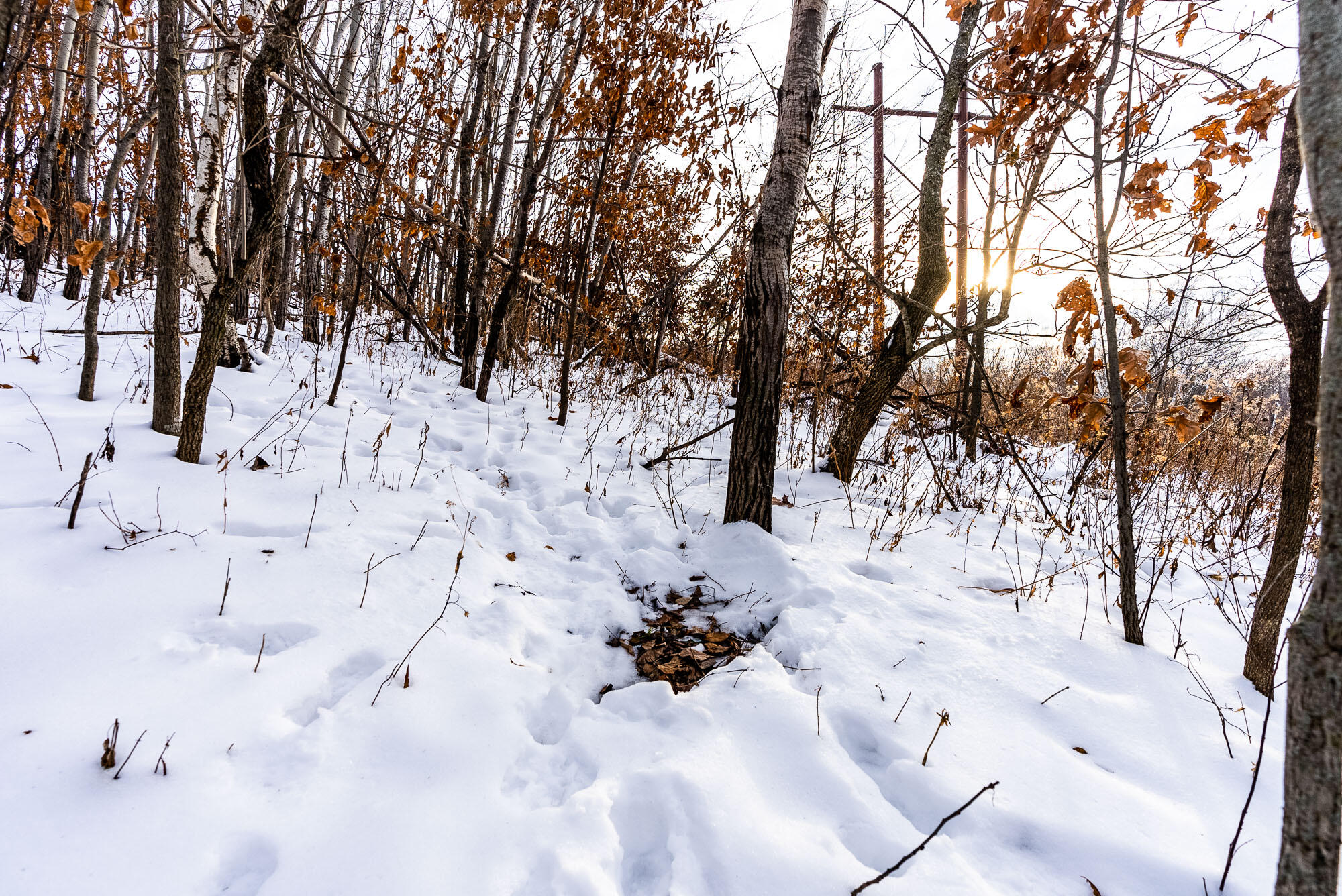 N123 Eckert Lane Genoa, WI 54632 - Photo 22 of 27 Vernon-County-WI-3-Acres-Land-For-Sale-2