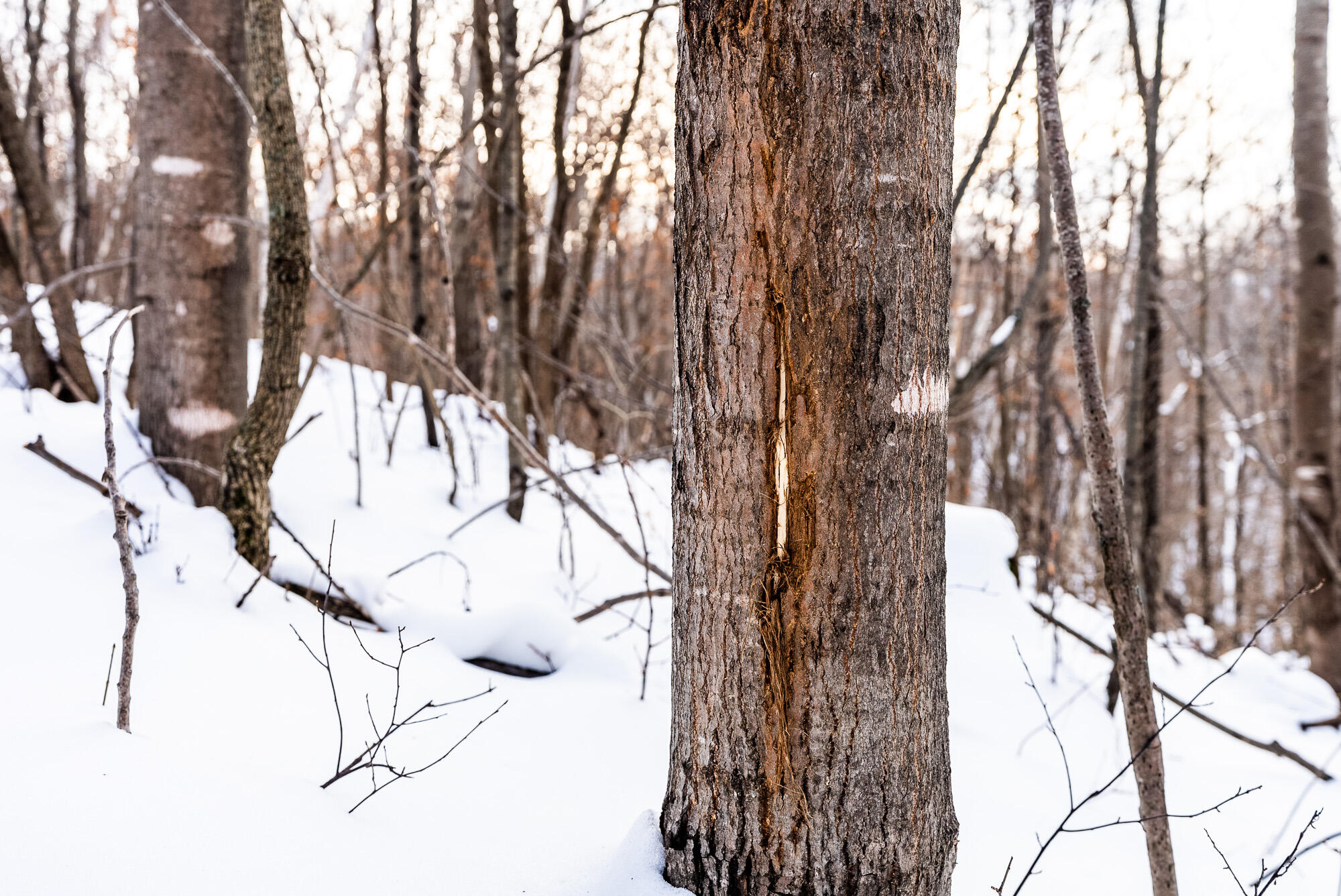 N123 Eckert Lane Genoa, WI 54632 - Photo 23 of 27 Vernon-County-WI-3-Acres-Land-For-Sale-2