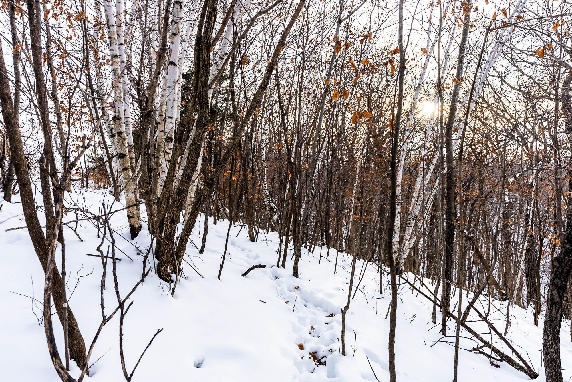 N123 Eckert Lane Genoa, WI 54632 - Photo 24 of 27 Vernon-County-WI-3-Acres-Land-For-Sale-2