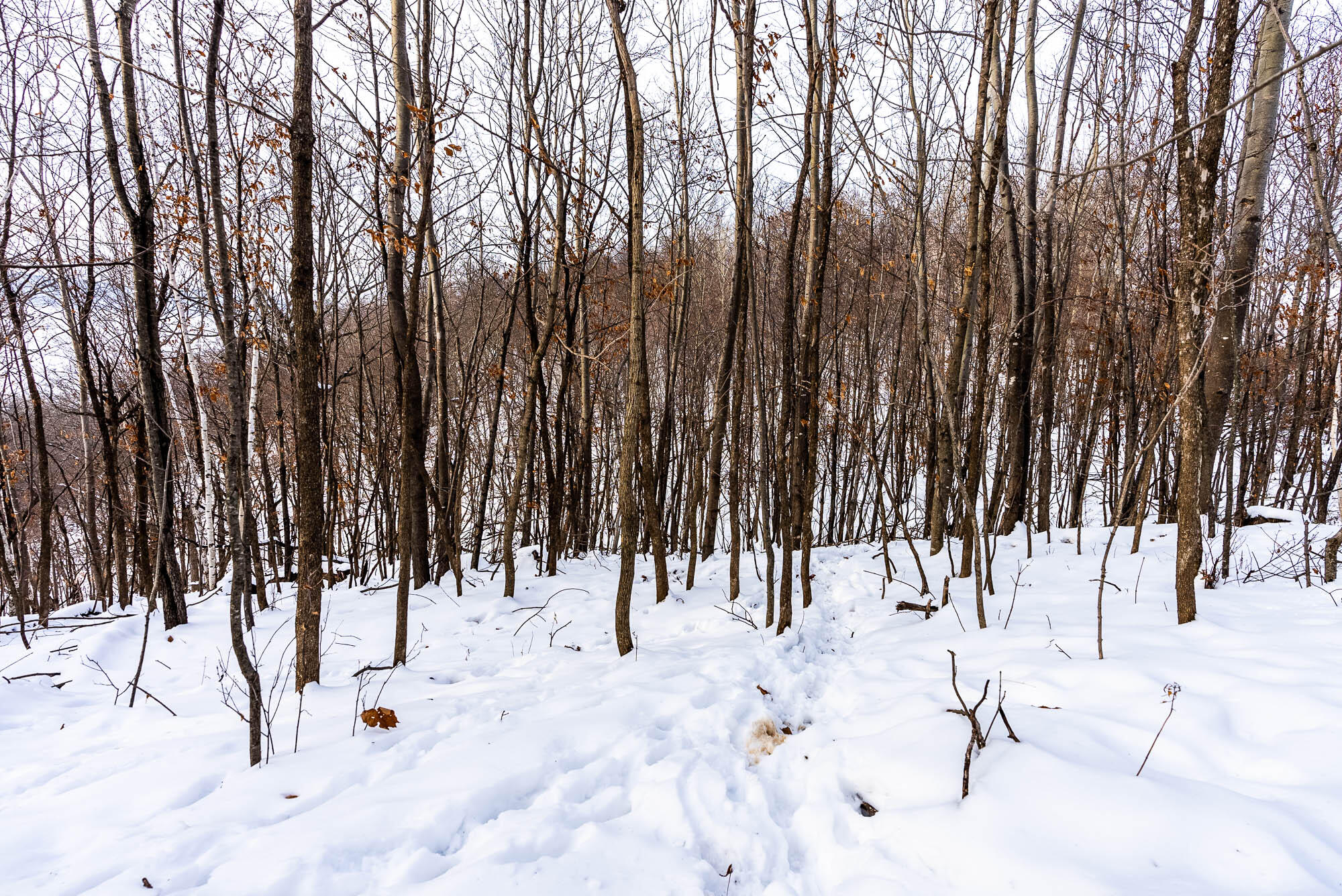 N123 Eckert Lane Genoa, WI 54632 - Photo 25 of 27 Vernon-County-WI-3-Acres-Land-For-Sale-2
