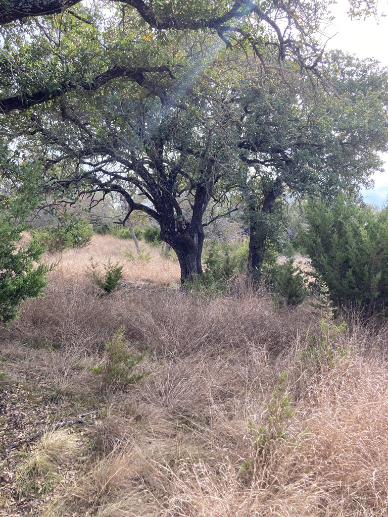 0 Tahoe Road Harper, TX 78631 - Photo 14 of 21 a view of a yard with large trees