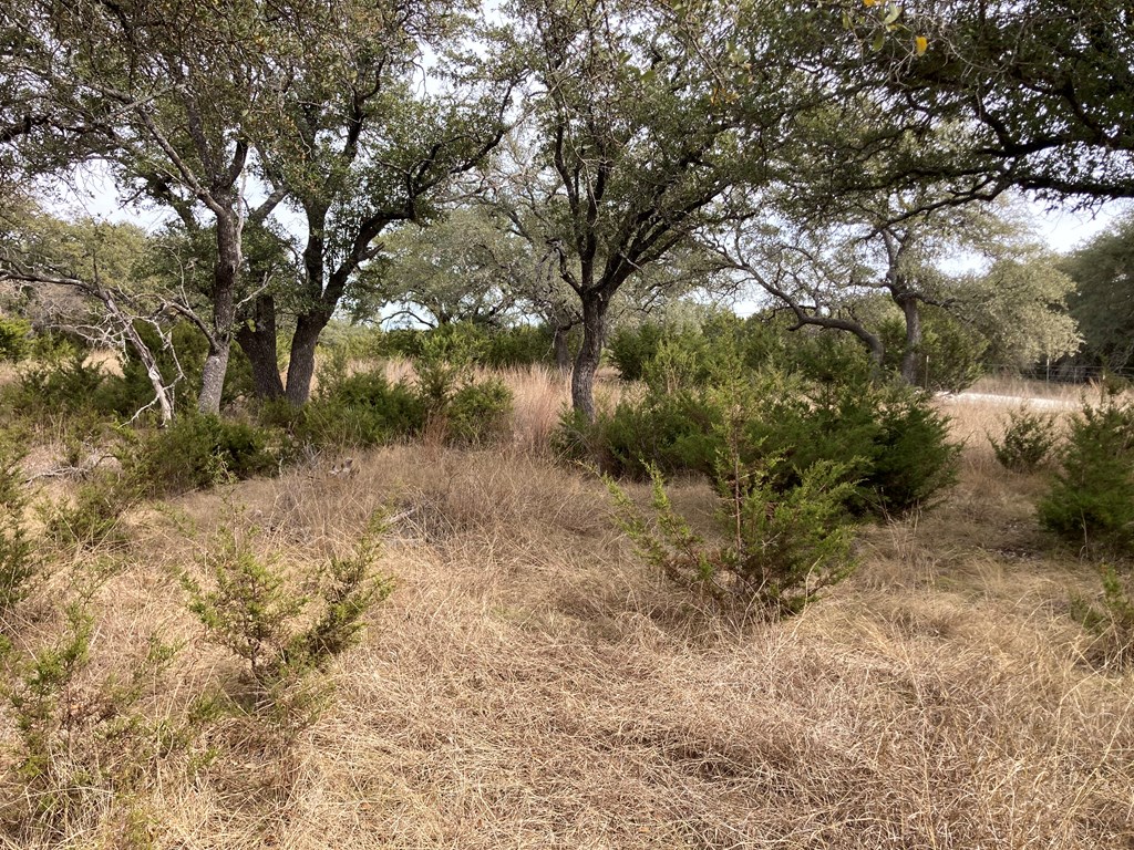 0 Tahoe Road Harper, TX 78631 - Photo 15 of 21 a view of a forest covered with trees