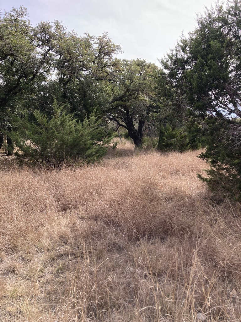 0 Tahoe Road Harper, TX 78631 - Photo 18 of 21 a view of a yard with a tree