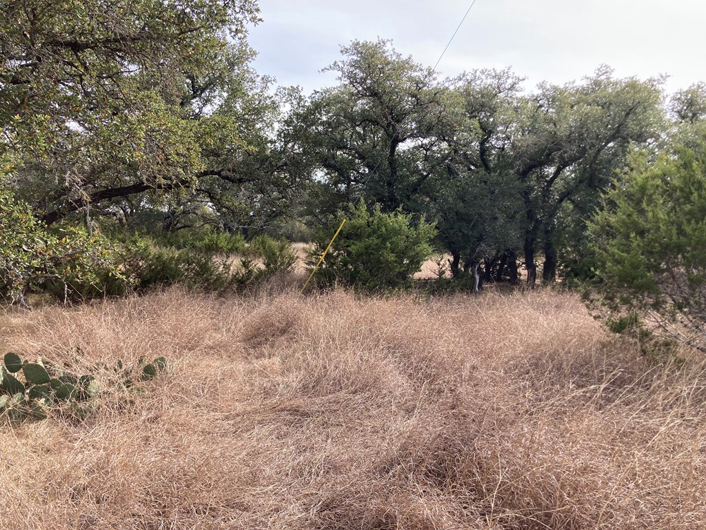 0 Tahoe Road Harper, TX 78631 - Photo 3 of 21 a view of a forest
