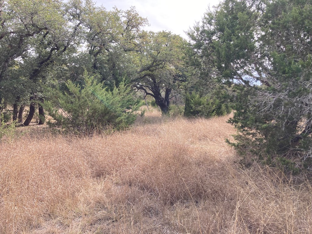 0 Tahoe Road Harper, TX 78631 - Photo 4 of 21 a view of a forest with trees in the background