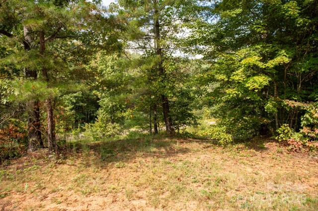 a view of a yard with plants and trees
