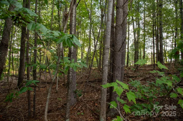 a view of lots of trees