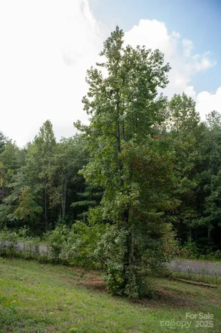 a view of a lush green forest
