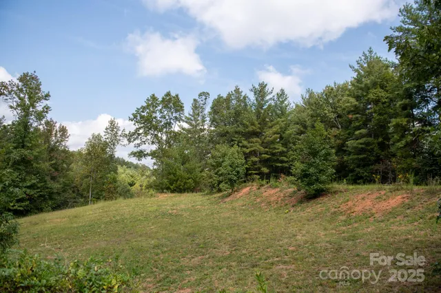 a view of a yard with plants and a tree